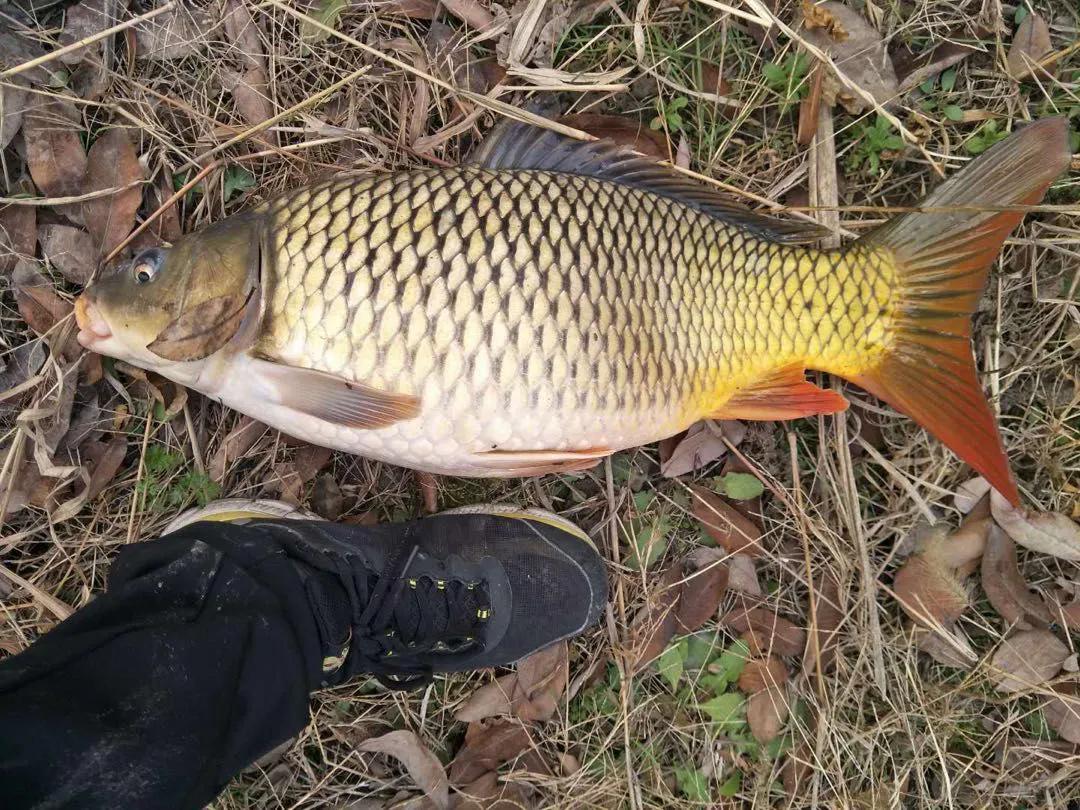 中国淡水鱼图谱大全集,中国各种淡水鱼的图片和名字