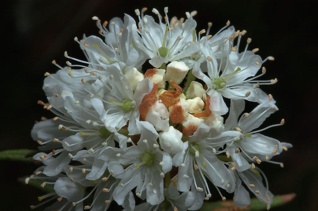 关于加拿大原住民的纪录片,加拿大原始居民纪录片