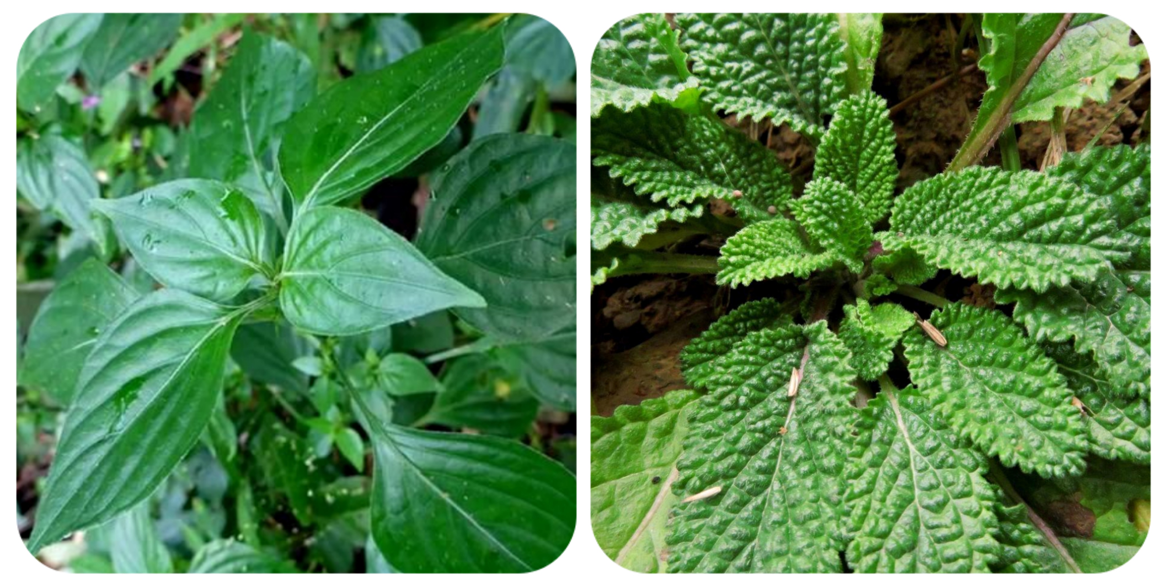 100种野菜大全图解,认识100种野菜视频大全完整版