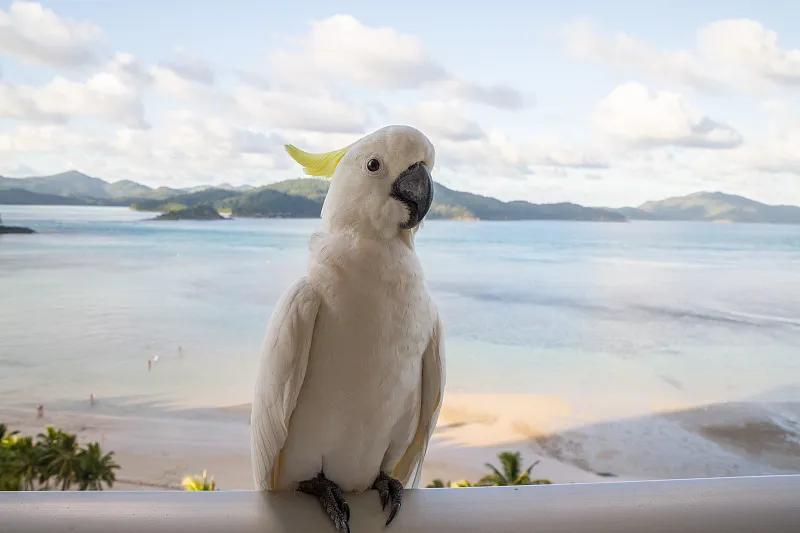 素食宠物食品,素食宠物零食有哪些品种