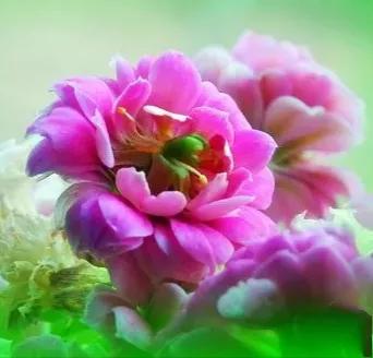 虎年拜年祝福语短视频创意,虎年给领导拜年祝福语幽默