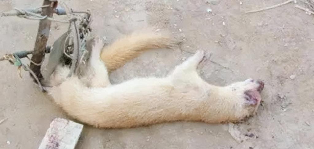 李时珍为什么不吃黄鼠狼呢,为什么黄鼠狼不宜吃