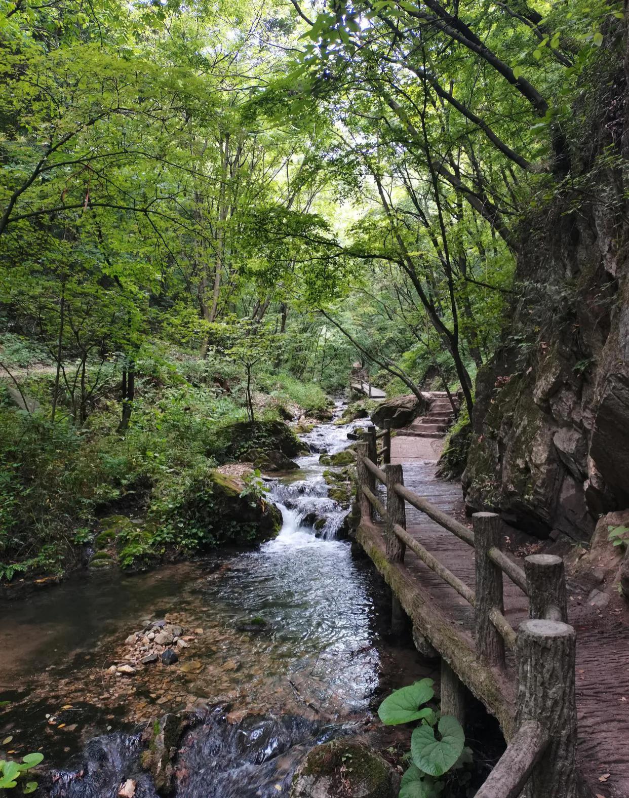 重渡沟音乐完整版,重渡沟菩提树