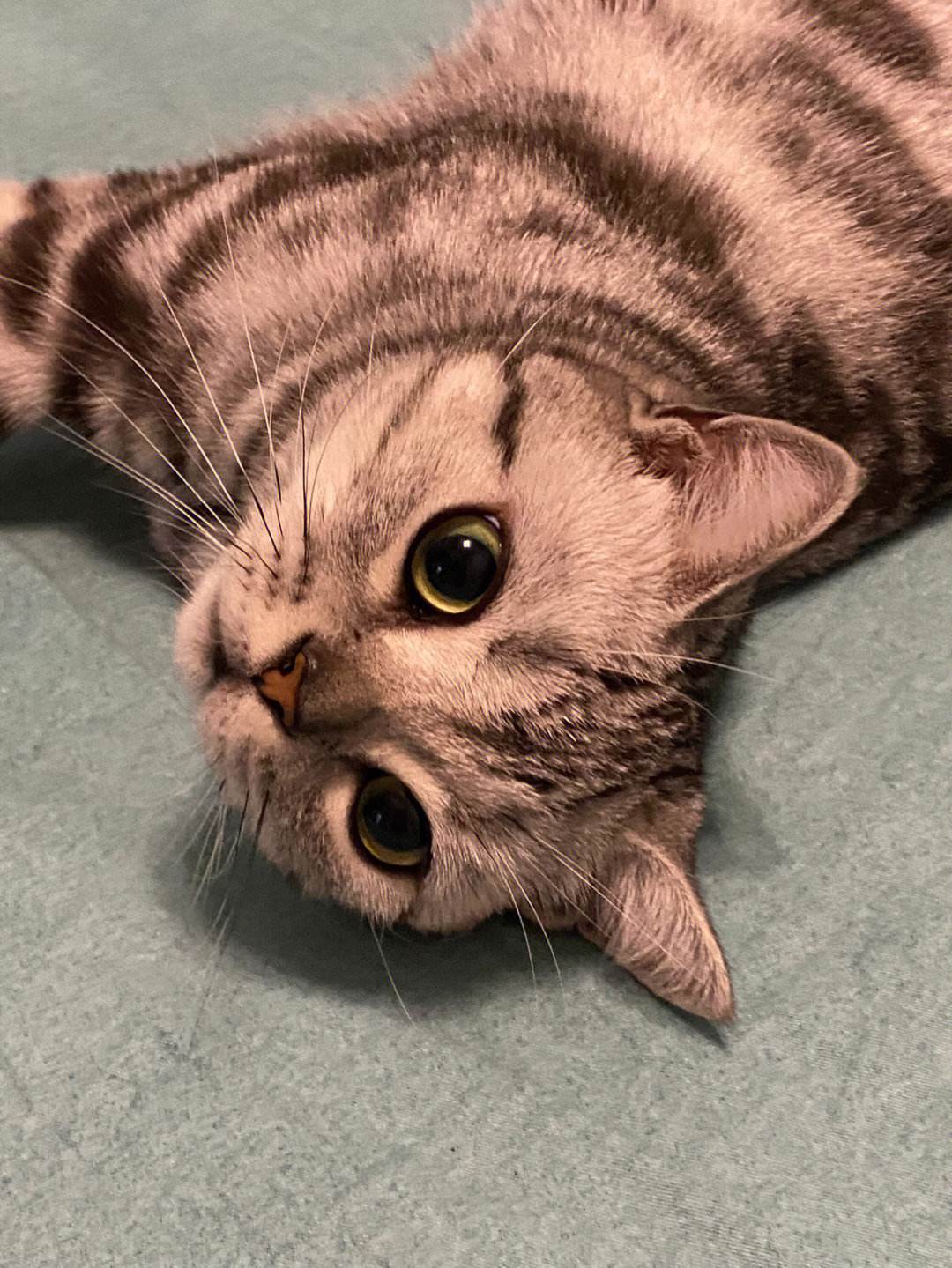 很多人都说，养猫就养“美短猫”，真的是这样的吗？