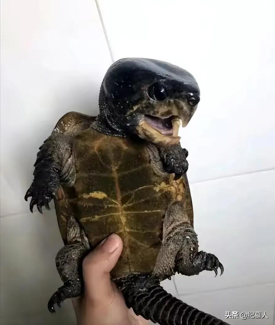一男子捡到一只乌龟带回家养,男子在野外捡到乌龟越长越不好