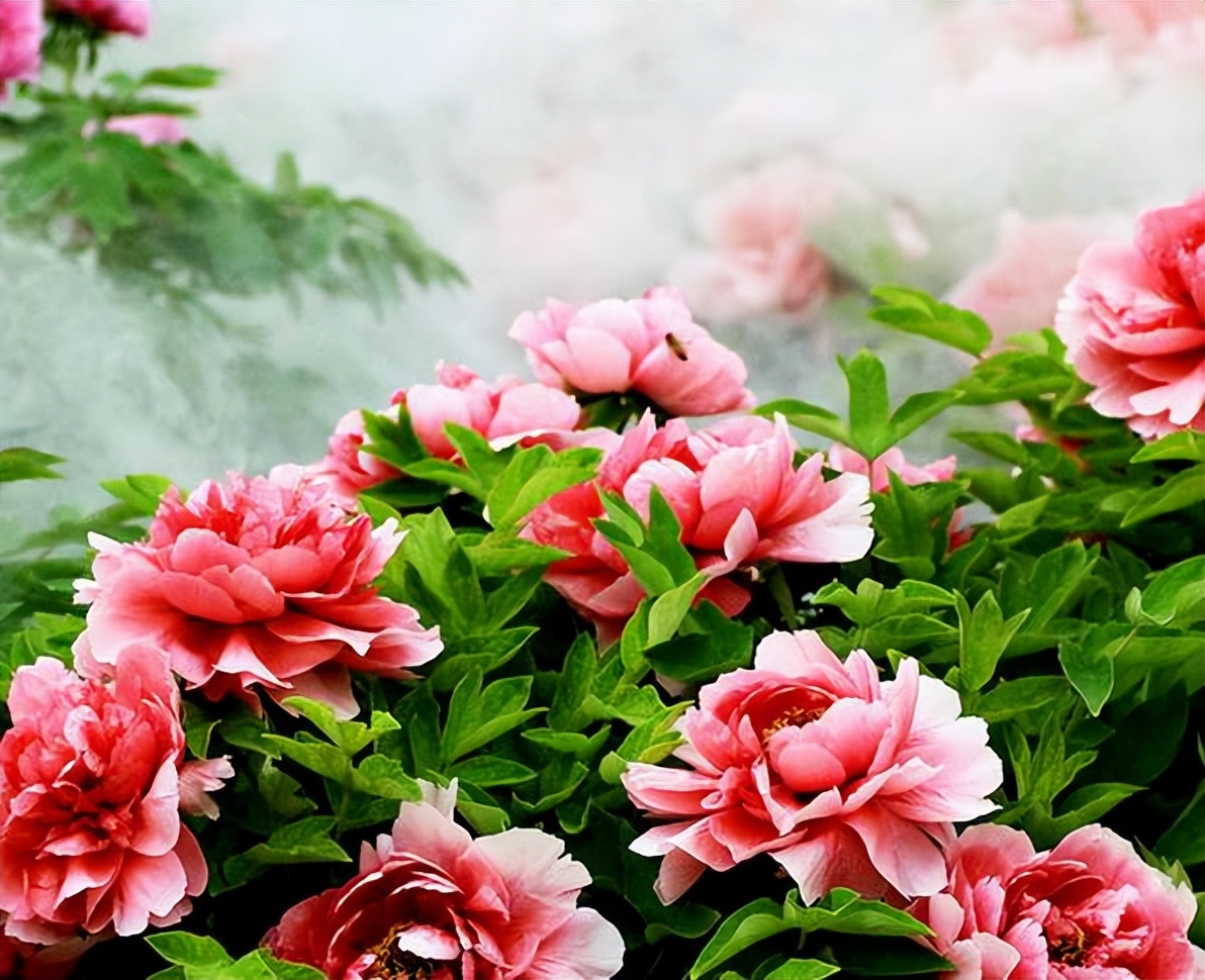 中国十大名花排行榜及图片,中国十大名花明细