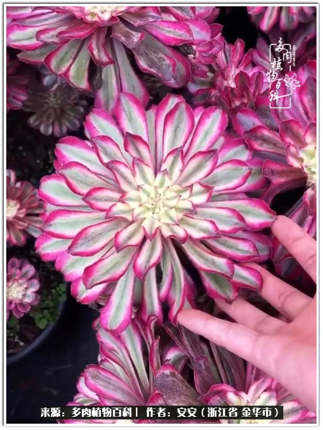 多肉法师花卉品种大全,多肉法师为什么叫法师