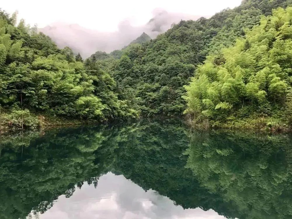 【上饶天下SHOW之广信区】中华蜜蜂谷:藏在五府山竹海密林中的蜜蜂“乐园”