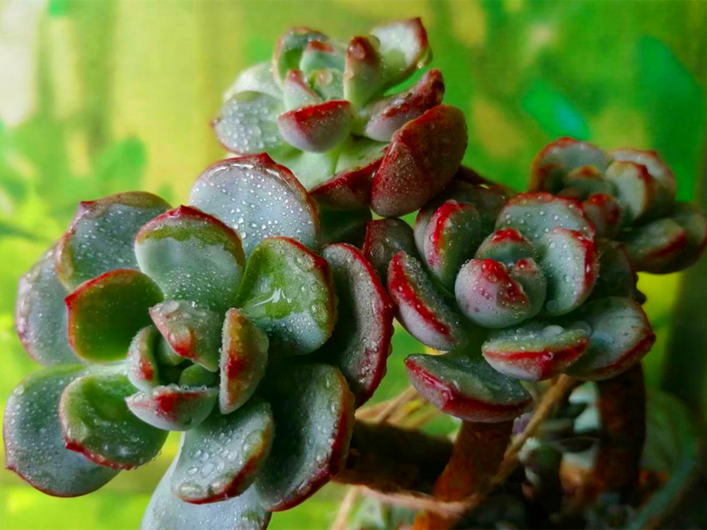 如何认清所有多肉的品种,270种常见多肉你都认识吗