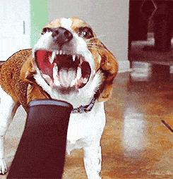 遇恶犬咬人如何救人,路遇恶犬如何救人如何自救