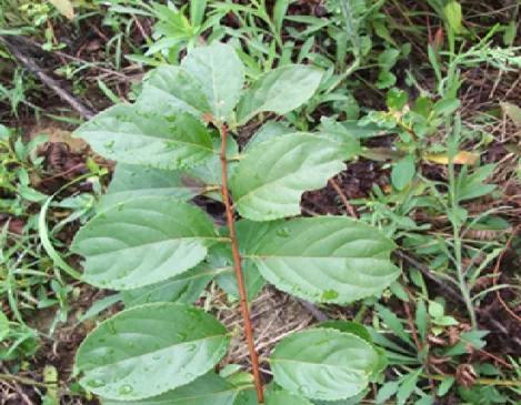 常见有毒花千万别碰,世上有毒的花和植物