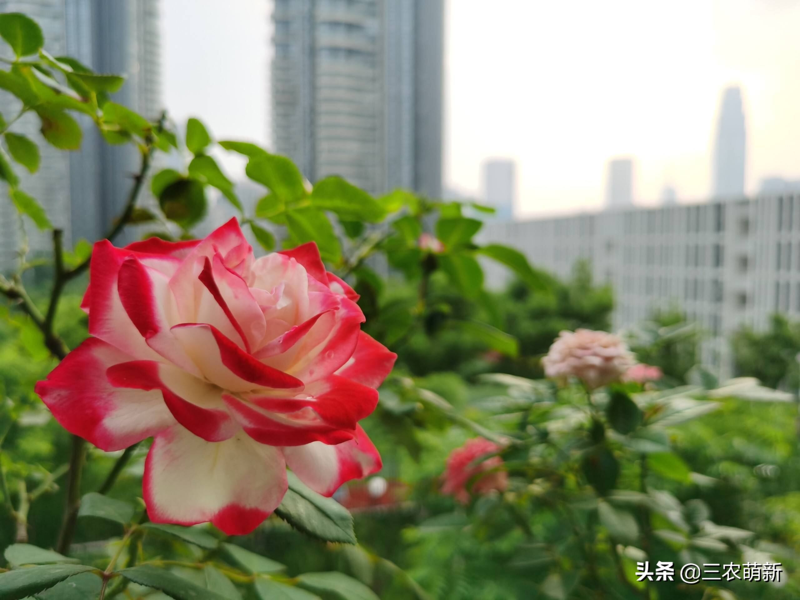 带你认识十种月季,介绍各种月季花的特点