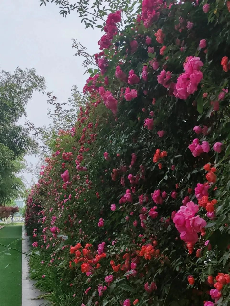 23岁Nyree在新西兰：异国兼职遇暖意，实现水果海鲜自由