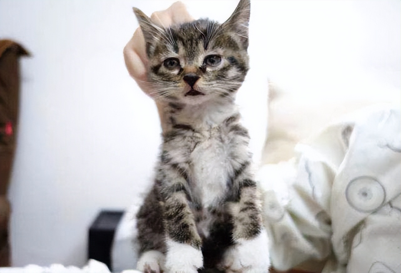 怎样训练猫咪知道自己的名字,想要给猫咪训练该怎么喂食物