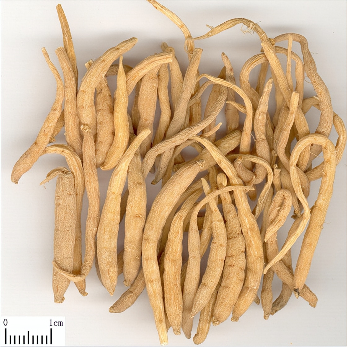 太子参医用植物的有效成分研究与药理学评估