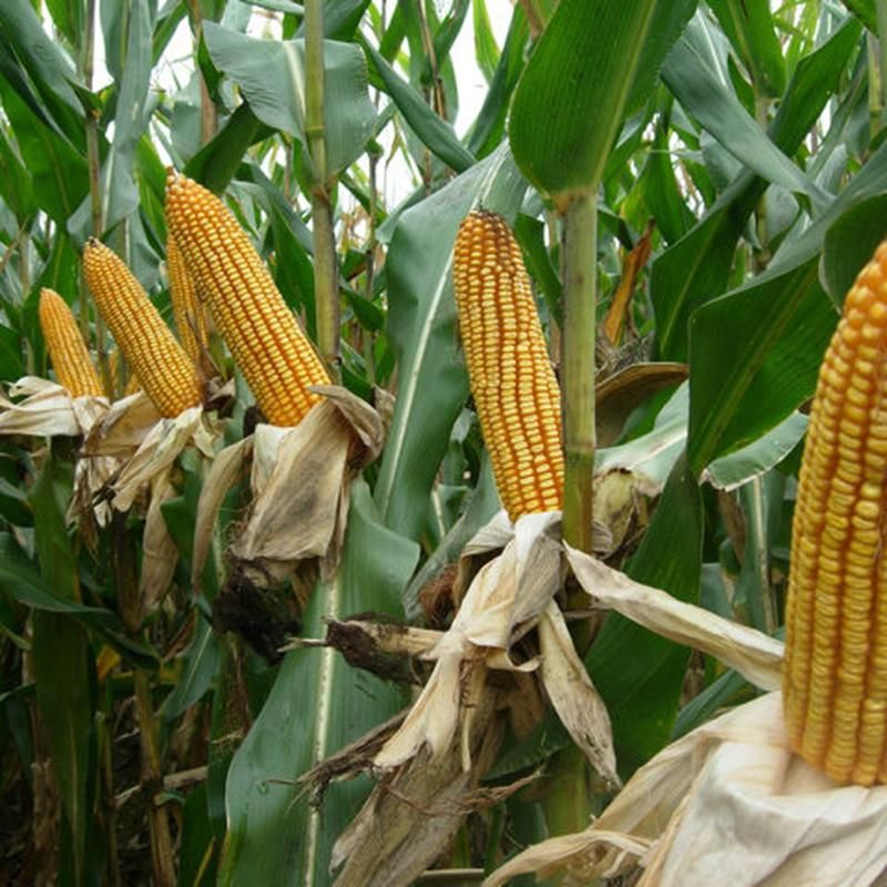 农民伯伯买4800粒玉米种子，倒出来数完只有3118粒，网友大骂商家