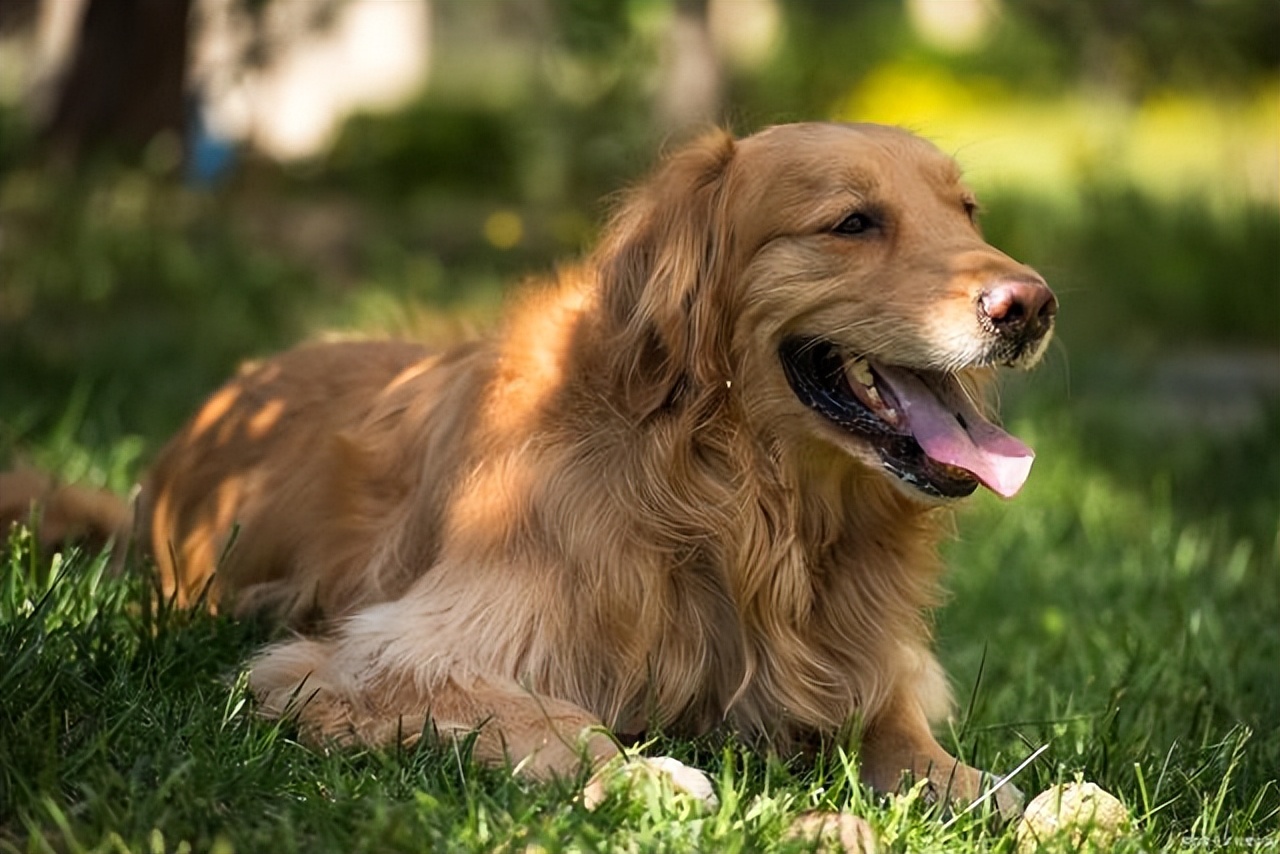 宠物托运怎么打开笼子,宠物托运需要准备什么证件和行李