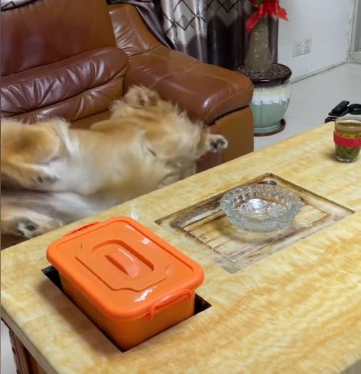 网红金毛coco到底是得了什么病,金毛coco离世原视频