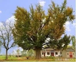 千年银杏树的传说完整版,唐河千年银杏树