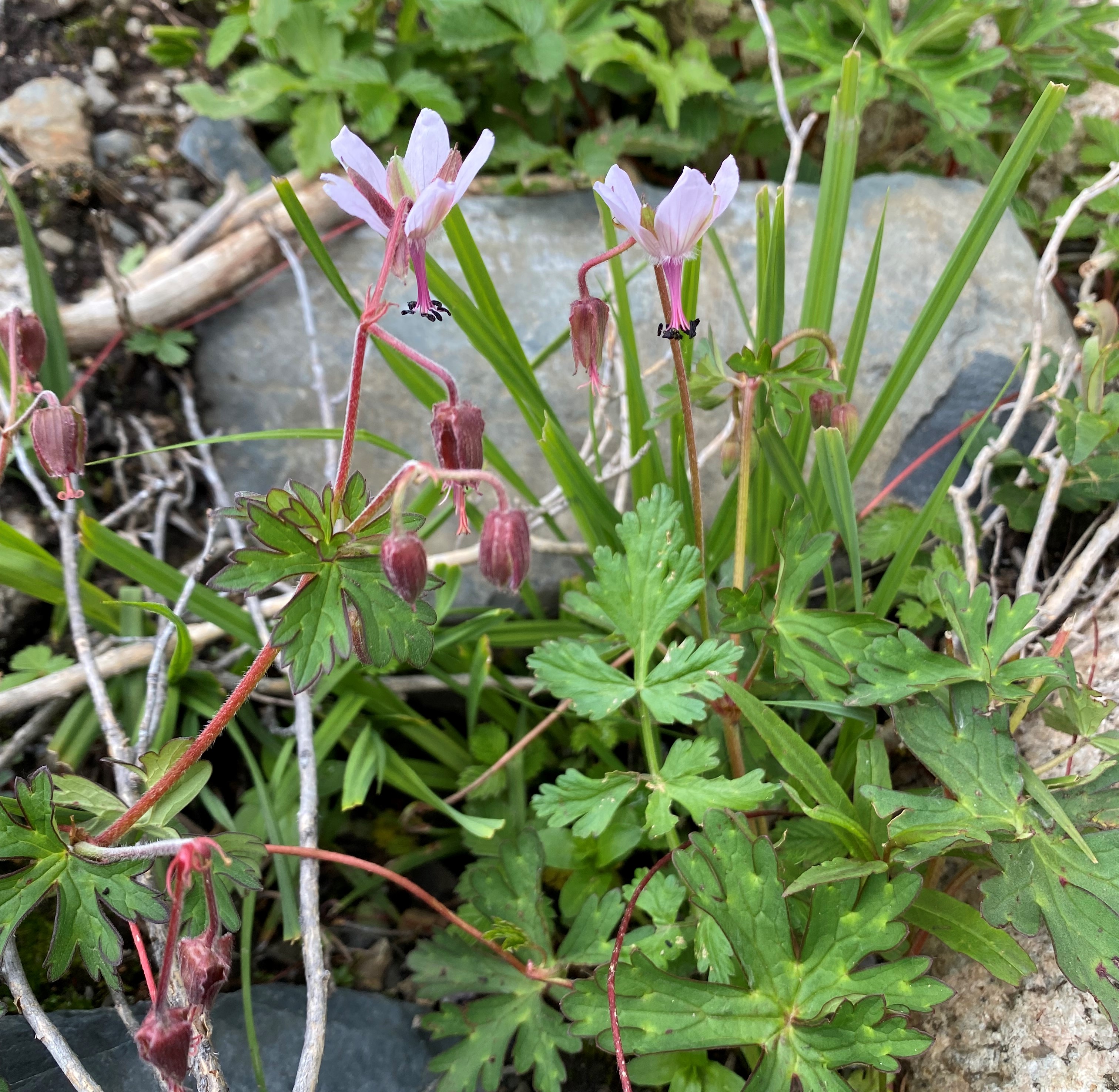 理塘格聂神山怎么走,理塘格聂神山故事