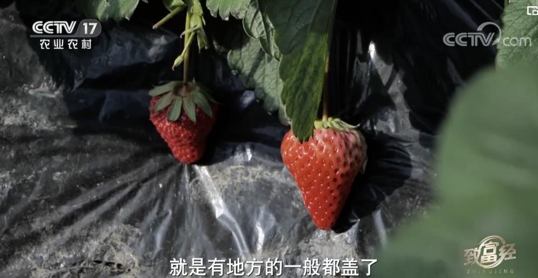 丹东九九草莓和红颜区别,丹东九九草莓新品