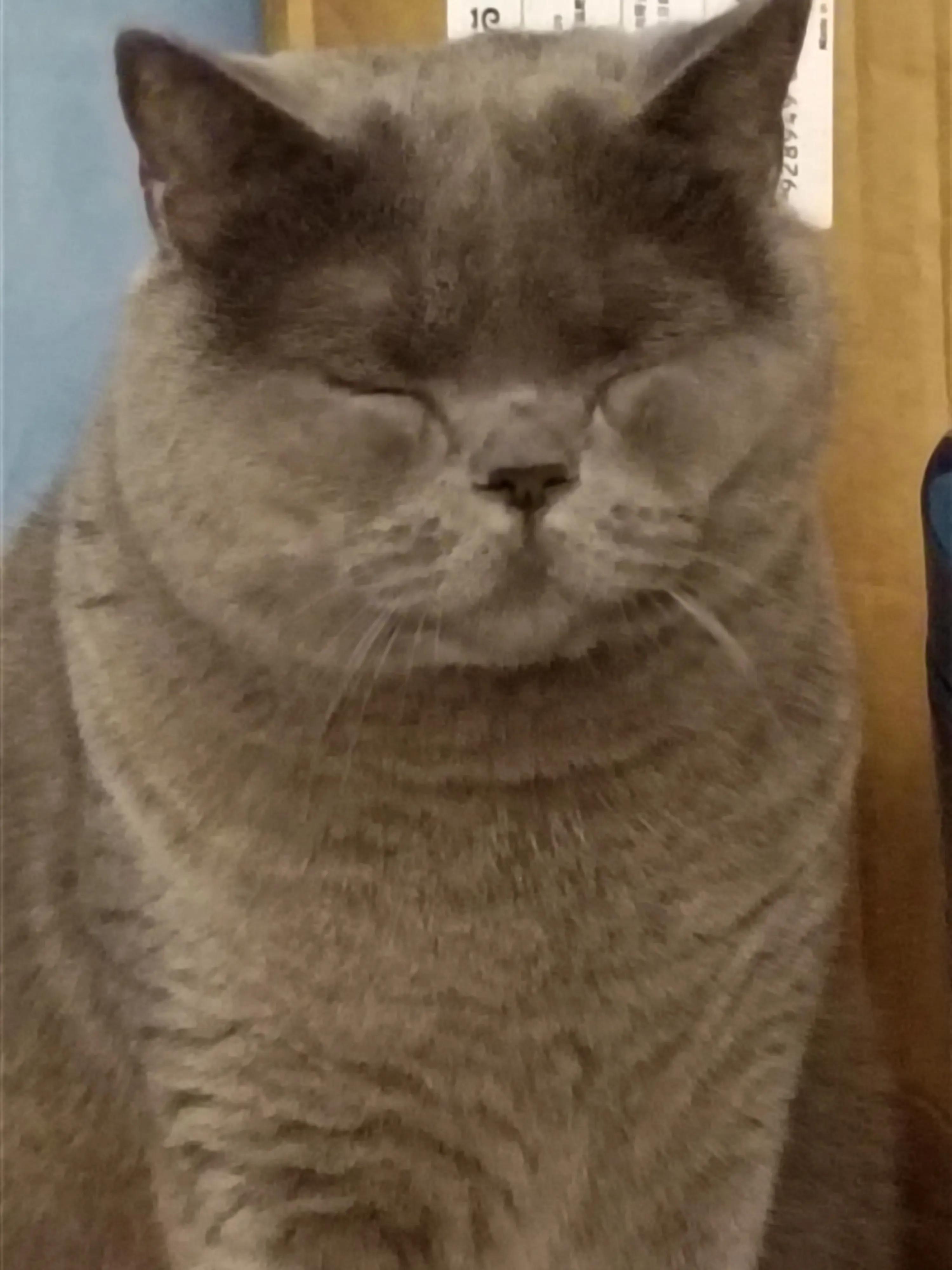 喵喵和猫猫的故事,小猫咪和小奶猫的故事