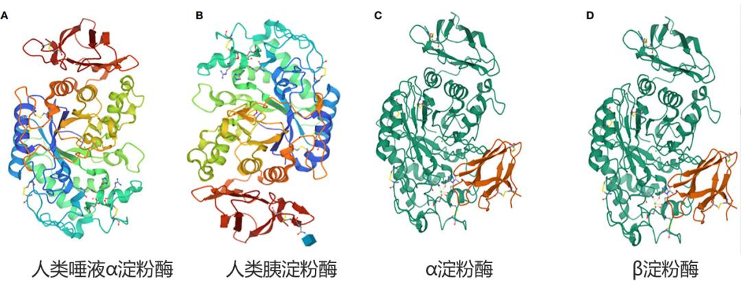 各种消化酶的作用,消化酶由哪些产品组成