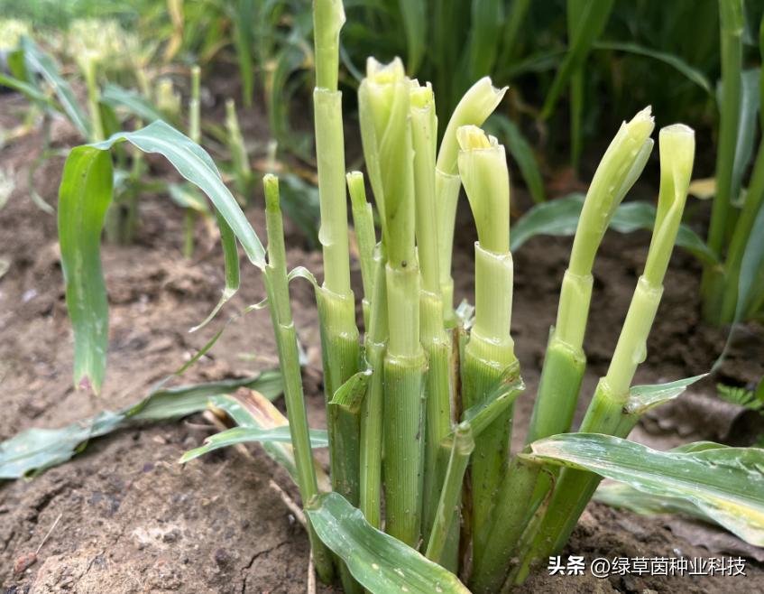 墨西哥玉米草收割时要注意什么,墨西哥玉米用机器收割会压坏苗吗