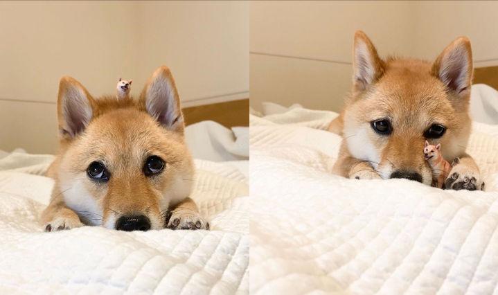 狗狗为什么爱睡床睡沙发,狗狗喜欢睡枕头上是什么原因