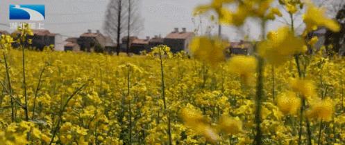 油菜花开飘香四溢,油菜花开花香四溢文案