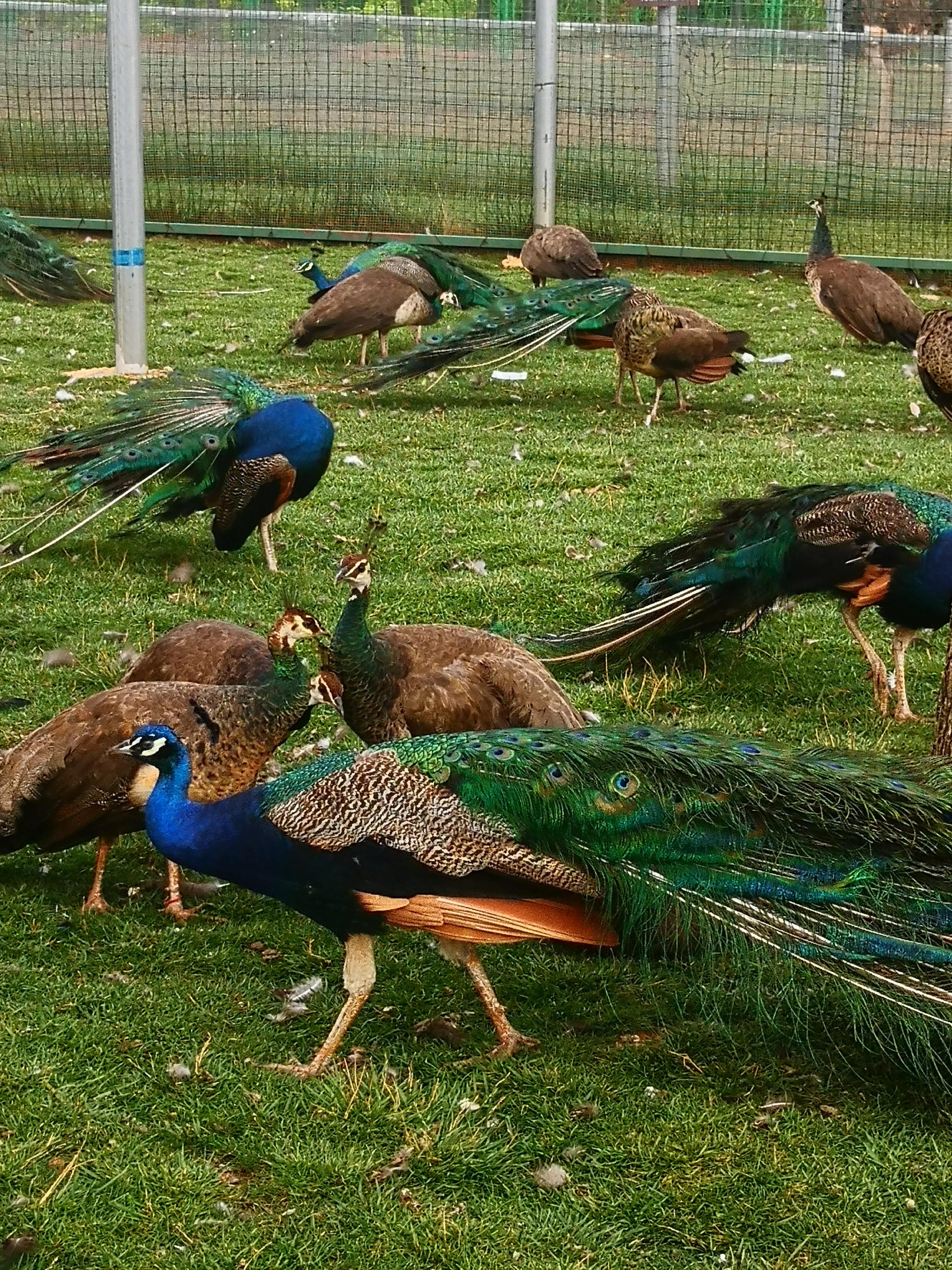 孔雀悠闲地在草地上嬉戏