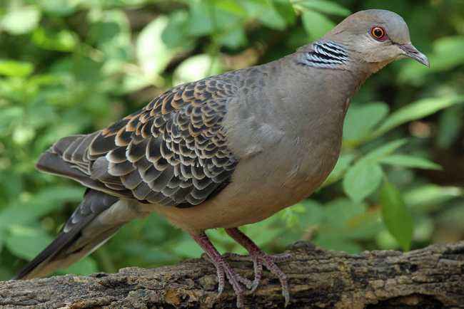 斑鸠一般生活在什么地方,东北野外斑鸠一般夜间在哪里栖息