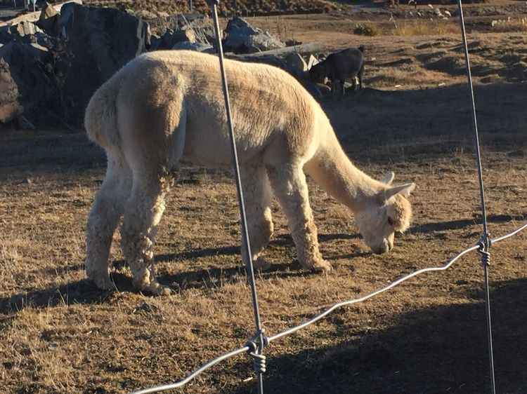 在新西兰如何找到南十字星,新西兰看南十字星