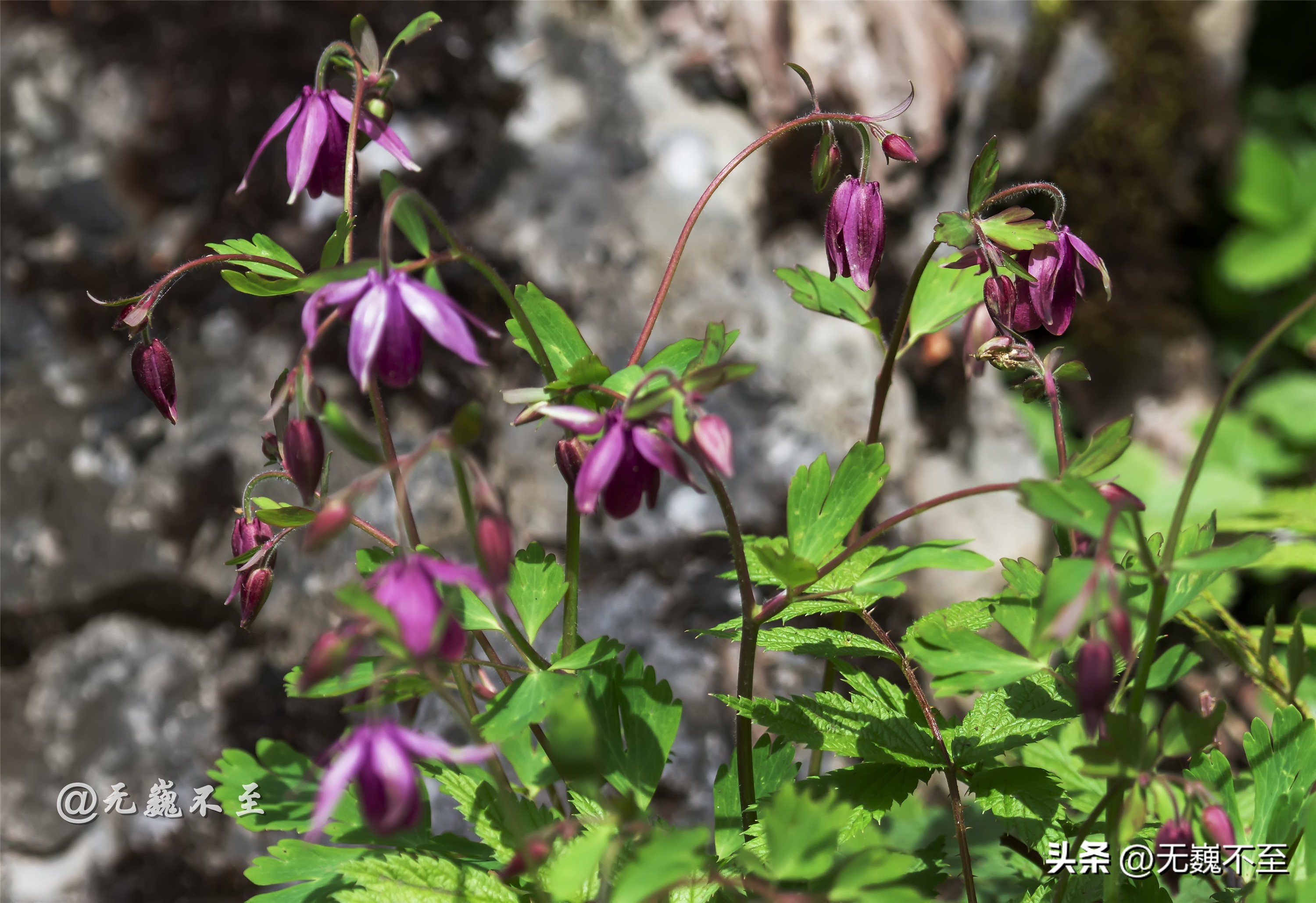 九顶归来不看花，但是这些花名你知道吗？科普一下不就认识啦