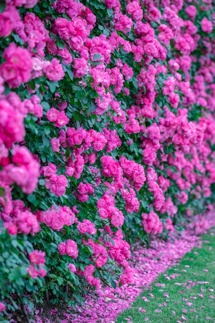 蔷薇花的古诗词,关于蔷薇花的古诗词大全