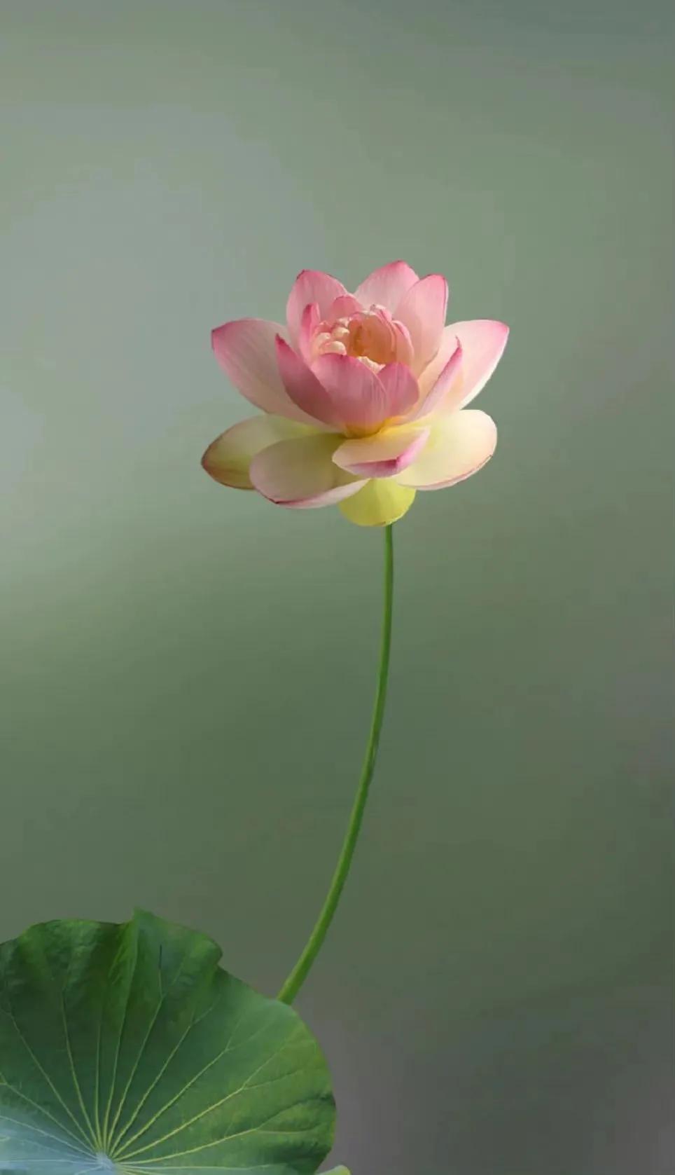 最美荷花古诗图片,诗词荷花图片大全