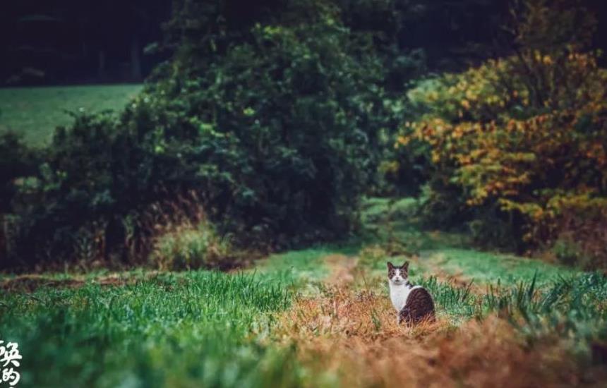 往返福岛11年，他拍下*污染核**区被遗弃的数百个毛孩子故事