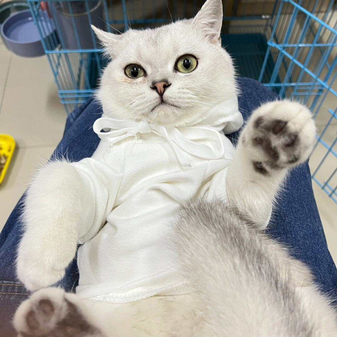 猫咪不长肉是什么问题,猫咪不长肉没精神