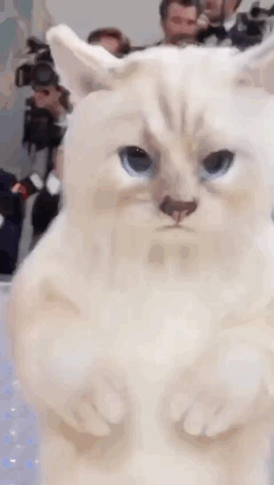 金毛误入地铁站后续,金毛闯地铁