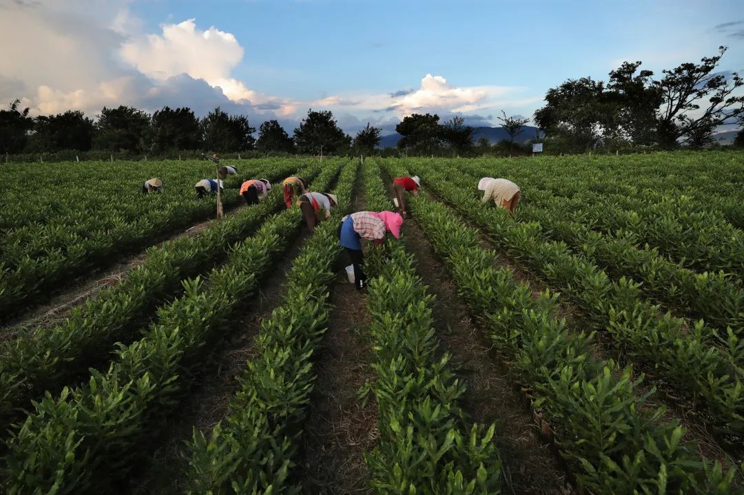 良品铺子破局,良品铺子的高端困境