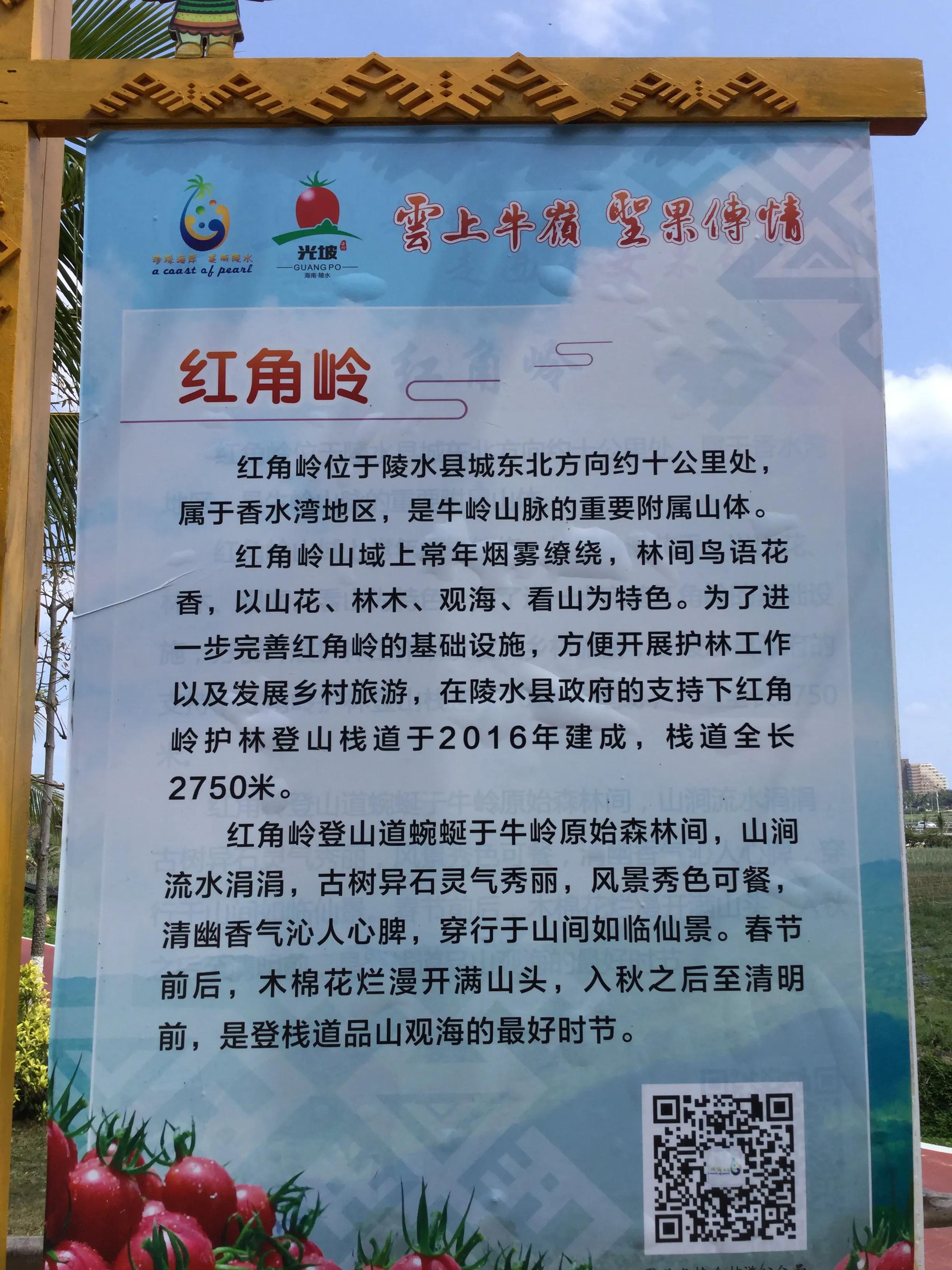 海南陵水最美的三角梅花海,陵水香水湾红角岭滑翔伞