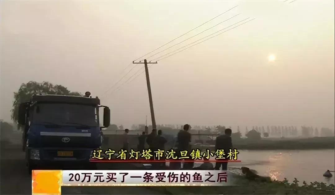 男子20万买一条半死不活的鱼,小伙花800元买一条蓝色大鱼