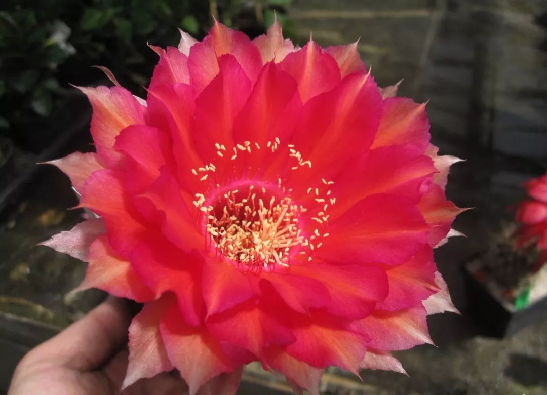 200种·仙人球开花图鉴，大开眼界，美到爆