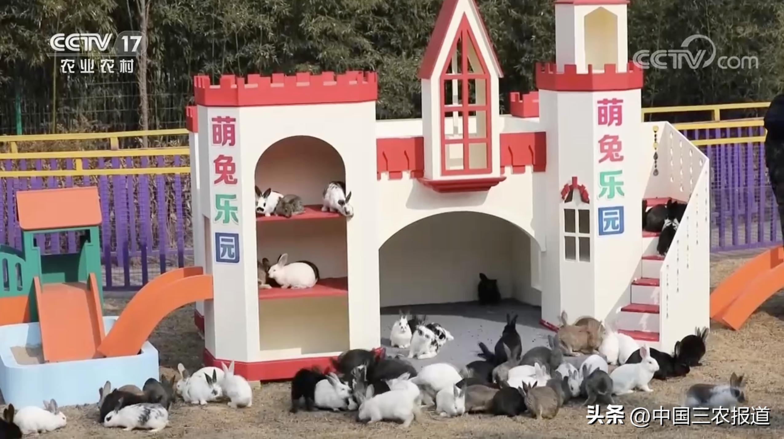 小白兔分别有哪13种生活习性,小白兔是什么种类的兔子