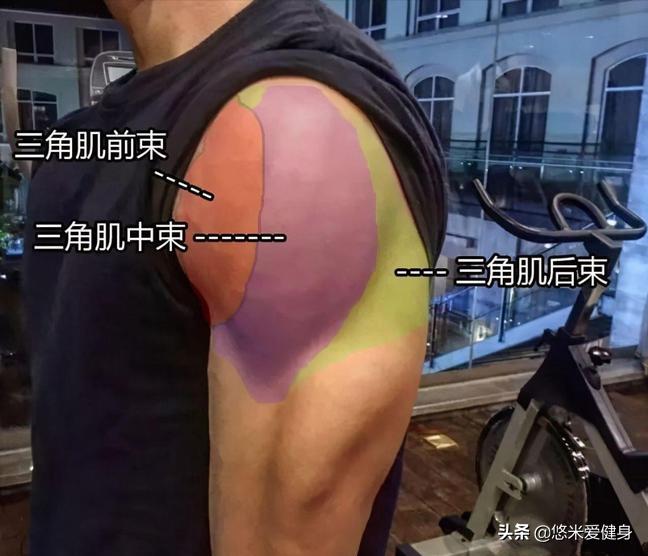 腿部和肩部的训练教程,腿肩健身训练计划