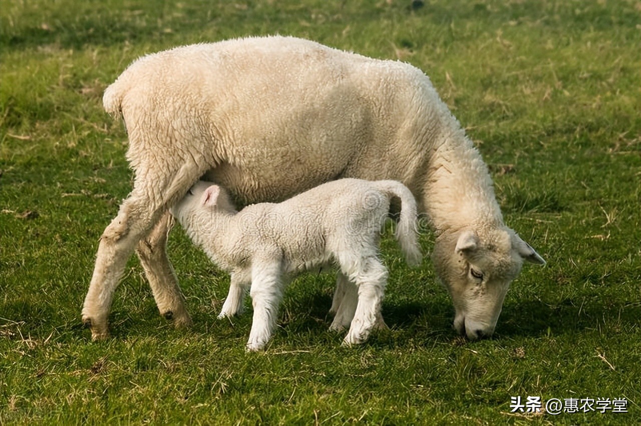 临产母羊怎么喂,母羊接产前要做哪些准备
