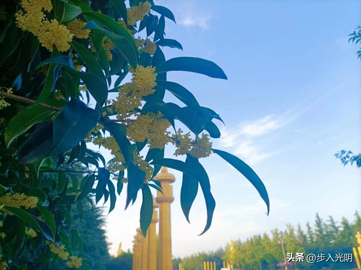 秋天里的桂花香,桂花是秋天的灵魂