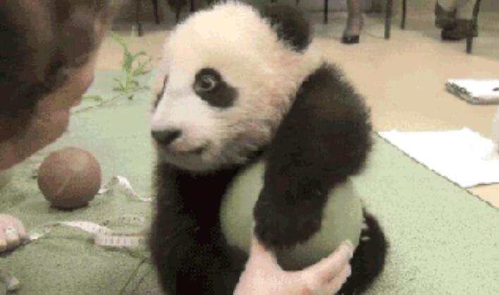 亚洲最萌动物大熊猫,国外评最可爱动物大熊猫排第三