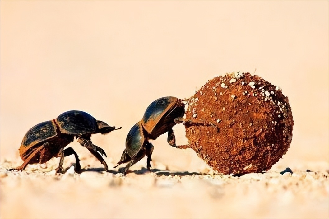 中国产品蚊帐在外国火了,外国人眼里的中国神器蚊帐