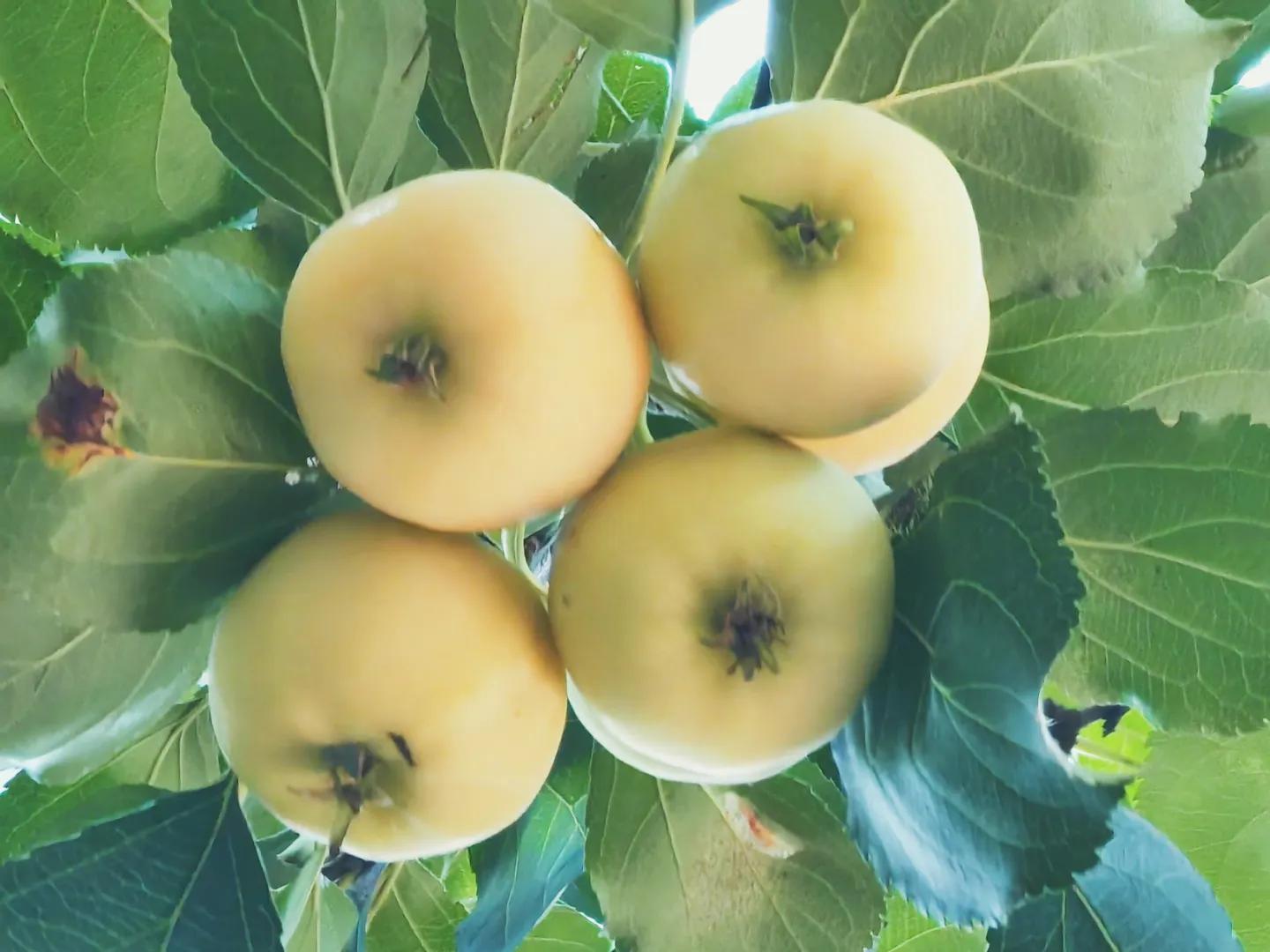 沙果——割不断的乡愁之五